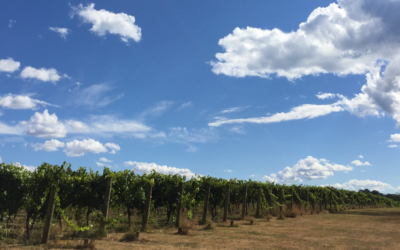 Winesplainer: Where does wine flavour come from? Notes on grapes, place and time.